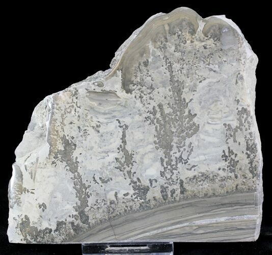 Triassic Aged Stromatolite Fossil - England #23233